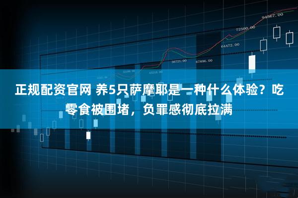 正规配资官网 养5只萨摩耶是一种什么体验？吃零食被围堵，负罪感彻底拉满